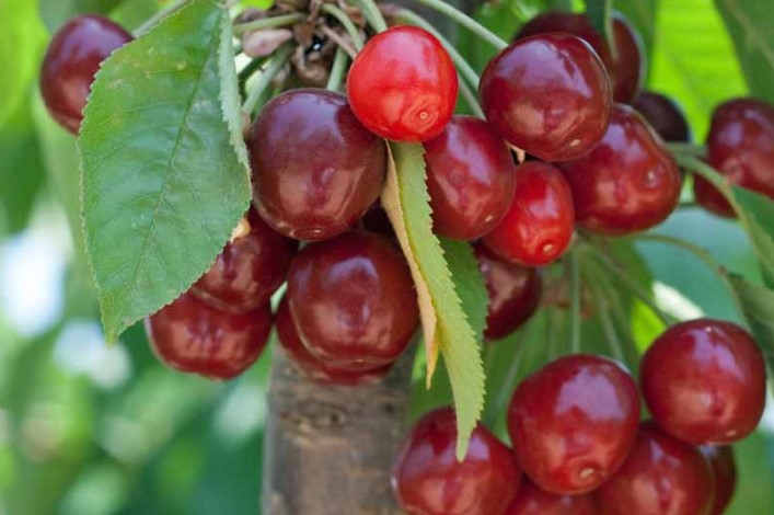 7 most popular fruit trees in the UK: when and how to harvest