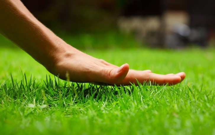 What You Need to Know About Lawn Fertilization: A Comprehensive Guide