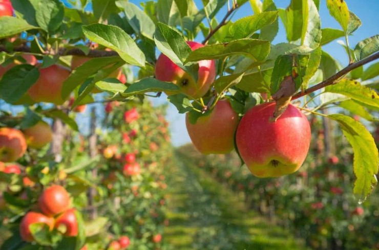 Reviving Heritage Orchards - Preserving Traditional Fruit Tree Varieties in Modern Times