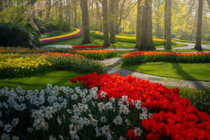 Flower Garden: A Blooming Paradise