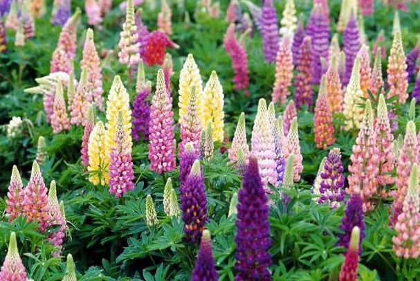 Unlocking the Beauty of Perennials: A Guide to Timeless Garden Delights