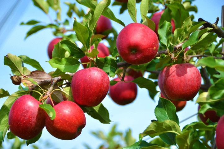 The Art and Science of Growing Cider Apples and Pears