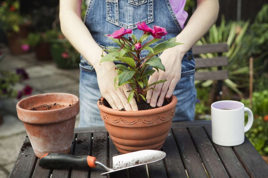 Tips for Beginning Flower Gardeners: What I Wish I Knew When I Started