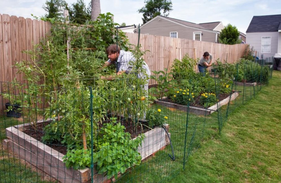 Build the Perfect Raised Bed Vegetable Garden Today
