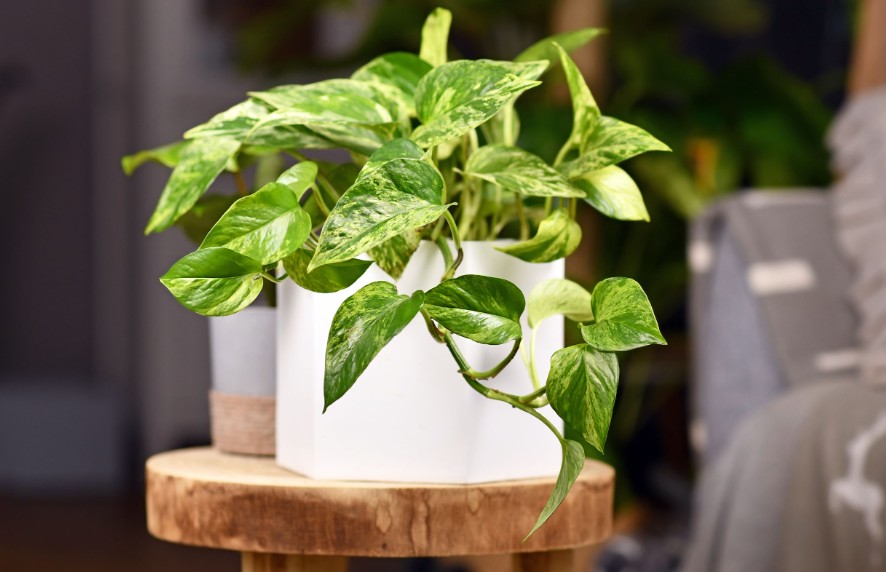 Top 5 Online Plant Nurseries Every Plant Lover Should Know